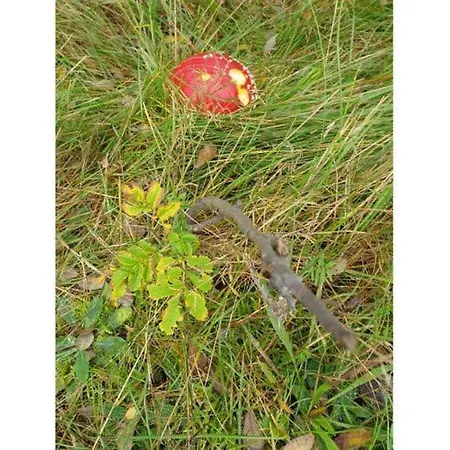 Anna 1 Appartamento Wyk auf Föhr